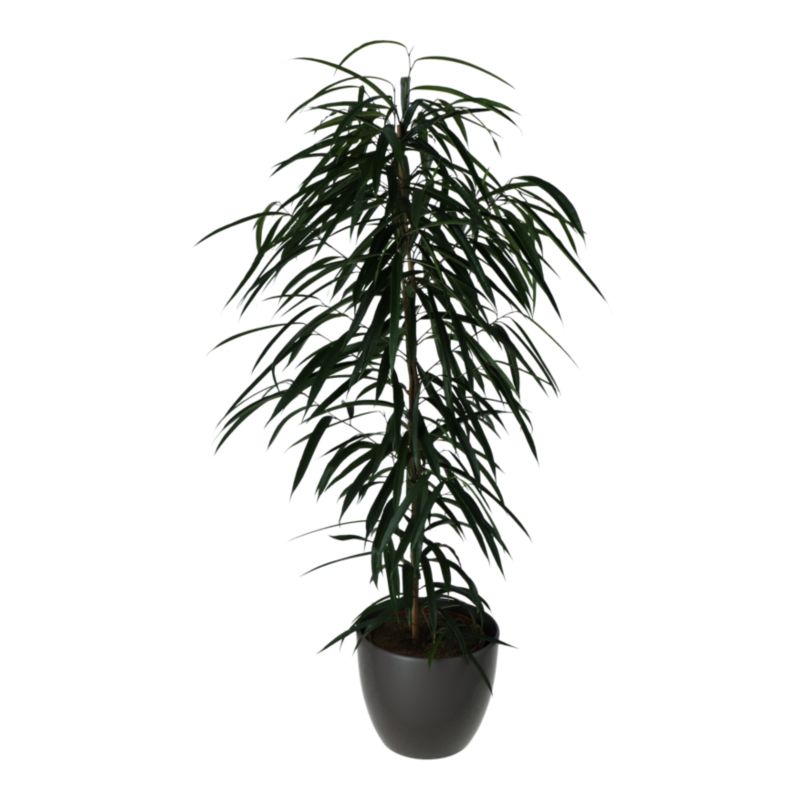 Fikus All i keramisk potte 27 cm