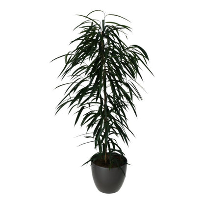 Fikus All i keramisk potte 27 cm