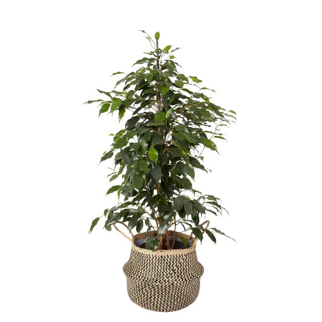 Fikus benjamina i 12 cm potte