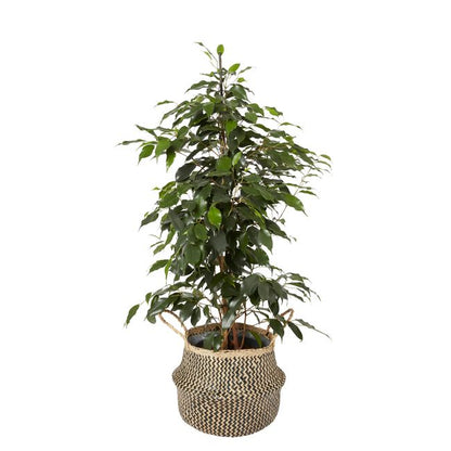 Fikus benjamina i 12 cm potte