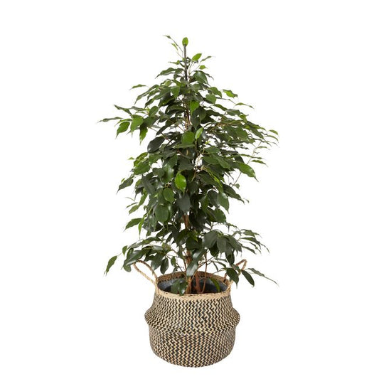 Fikus benjamina i 12 cm potte