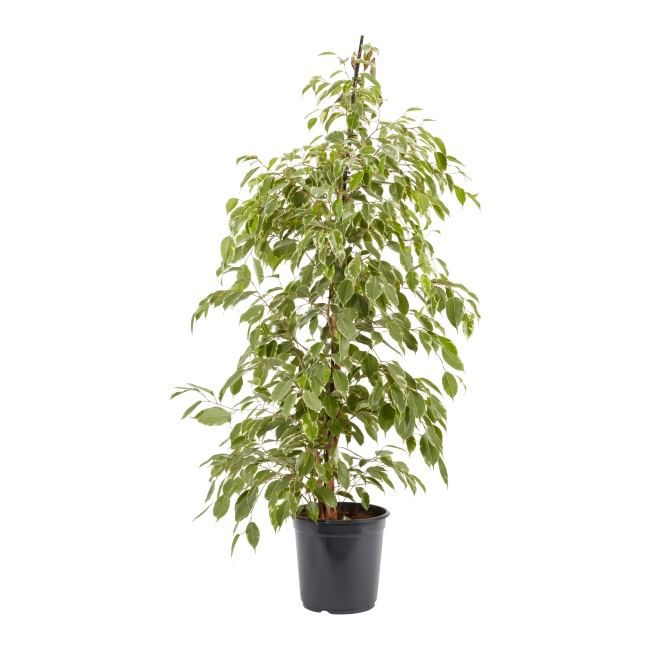 Fikus benjamina i 12 cm potte
