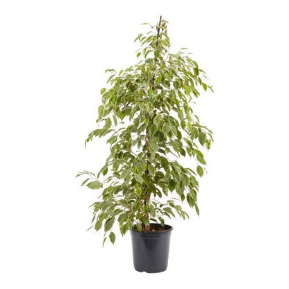 Fikus benjamina i 12 cm potte