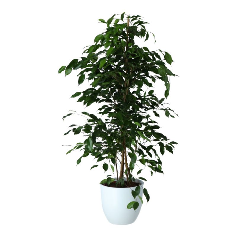 Fikus Exotica i keramisk potte 27 cm