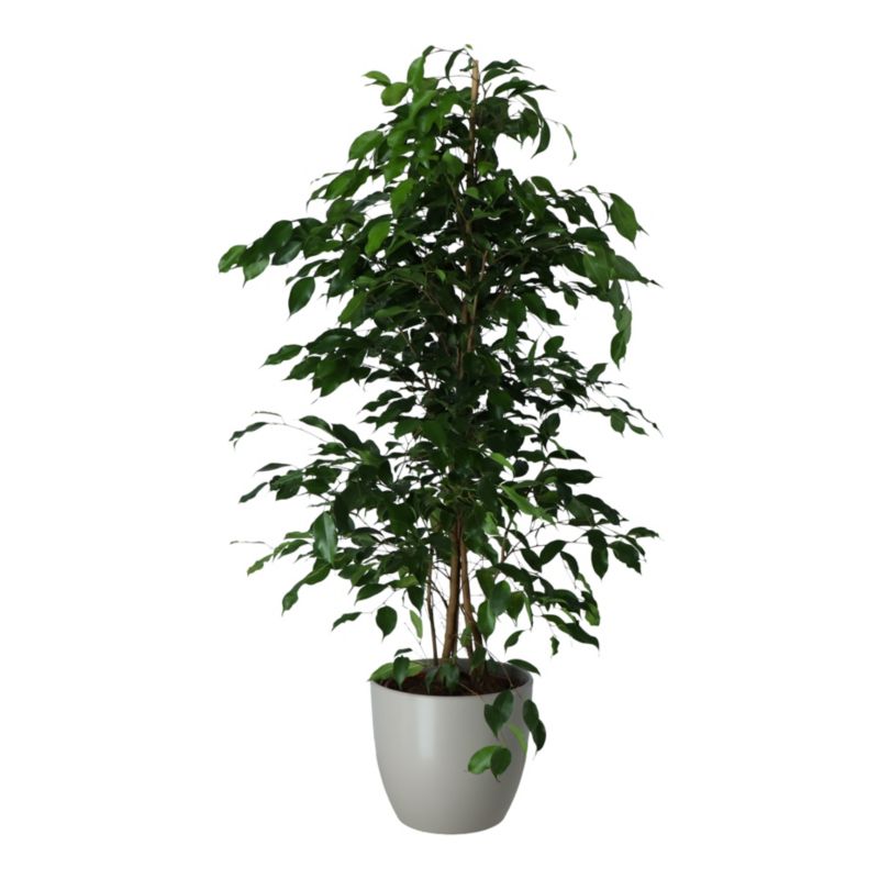 Fikus Exotica i keramisk potte 27 cm