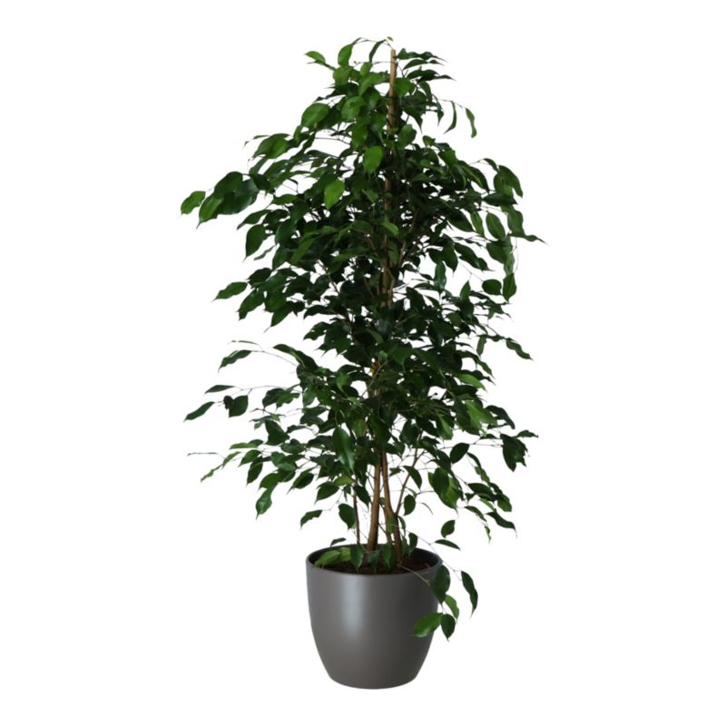 Fikus Exotica i keramisk potte 27 cm