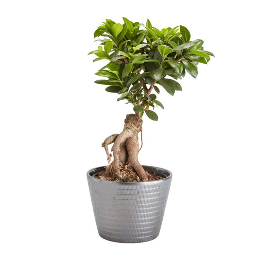 GoodHome ginseng-fikus 17 cm