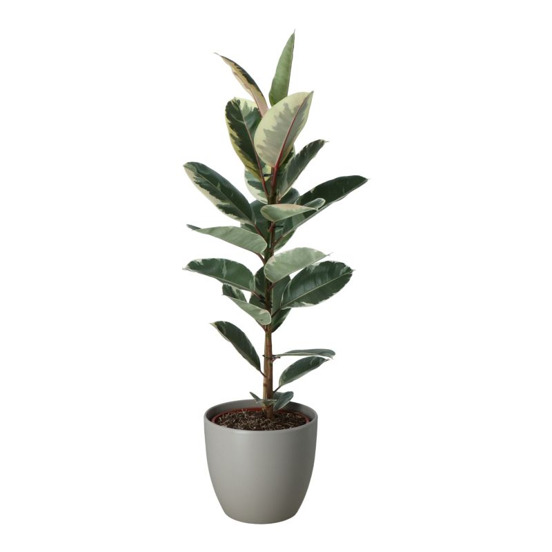 Fikus Tineke i keramisk potte 27 cm