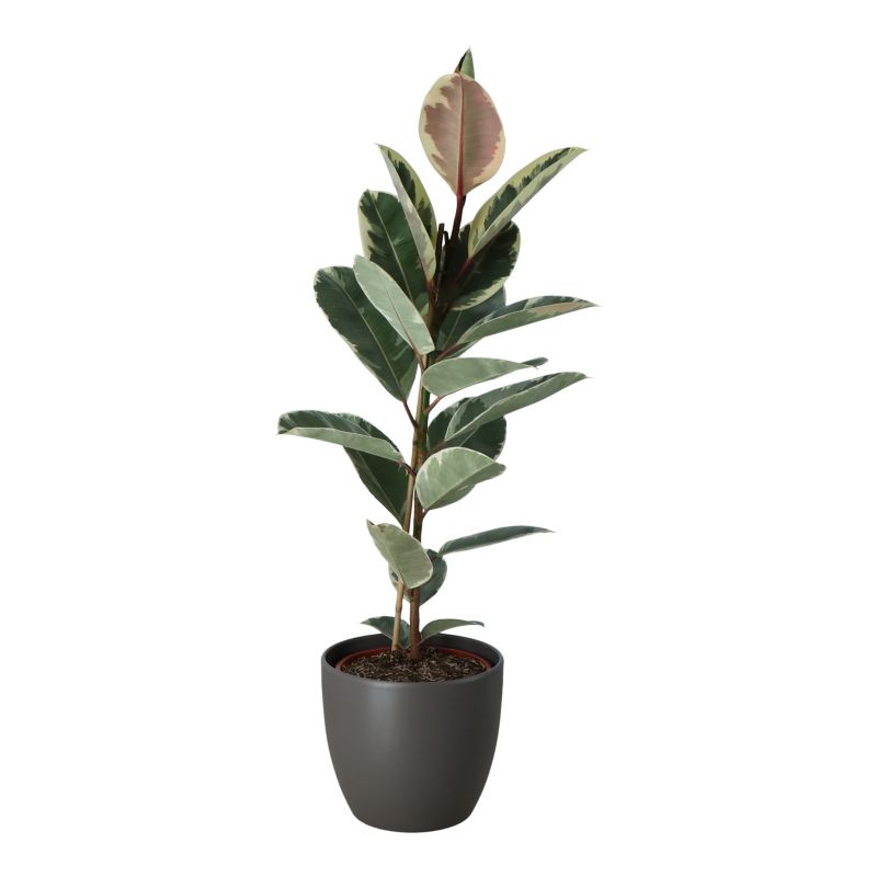 Fikus Tineke i keramisk potte 27 cm
