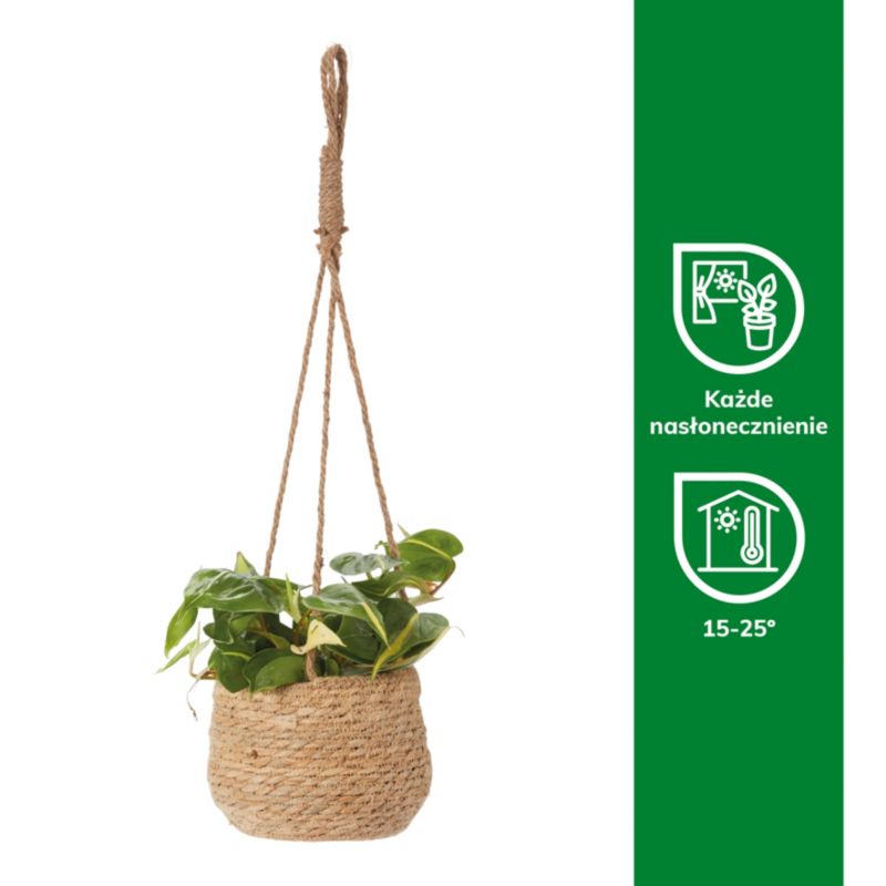 Filodendron scandens i flettet potte 12 cm