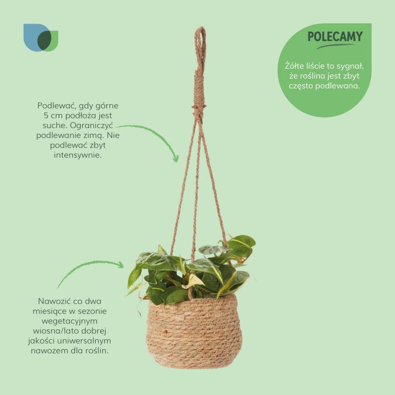 Filodendron scandens i flettet potte 12 cm
