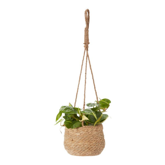 Filodendron scandens i flettet potte 12 cm