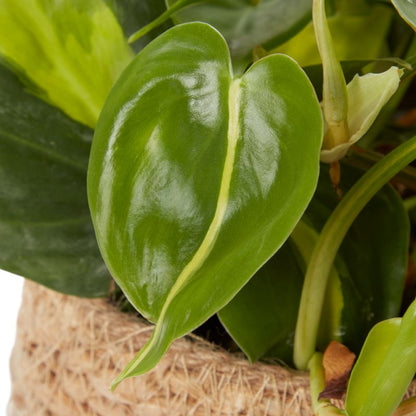 Filodendron scandens i flettet potte 12 cm