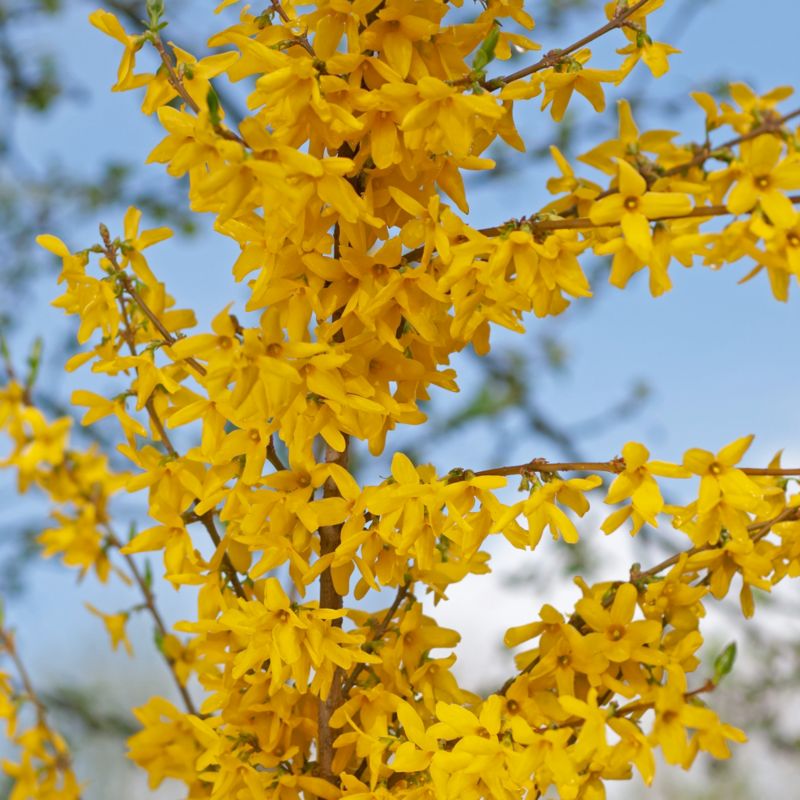 Forsythia Linwood Verve 3 l