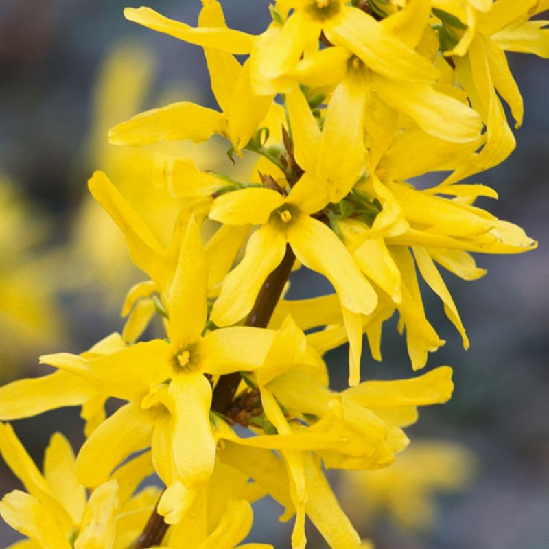 Forsythia Linwood Verve 3 l