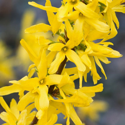 Forsythia Linwood Verve 3 l