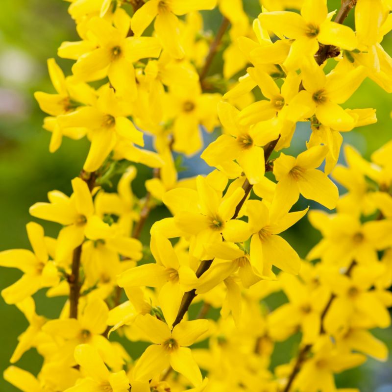 Forsythia Weekend Verve 3 l