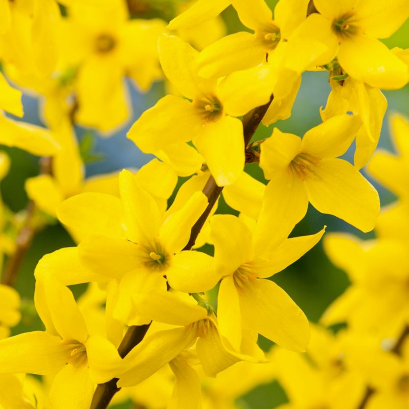 Forsythia Weekend Verve 3 l