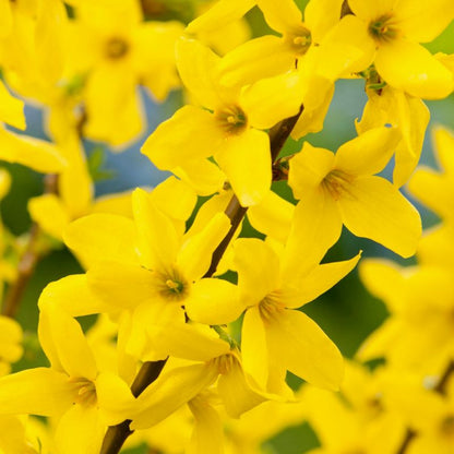 Forsythia Weekend Verve 3 l