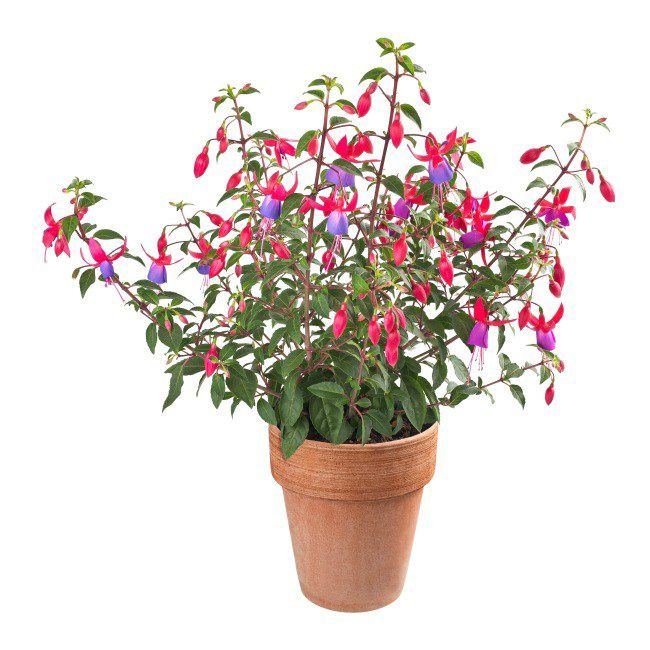 Fuchsia i 11 cm potte