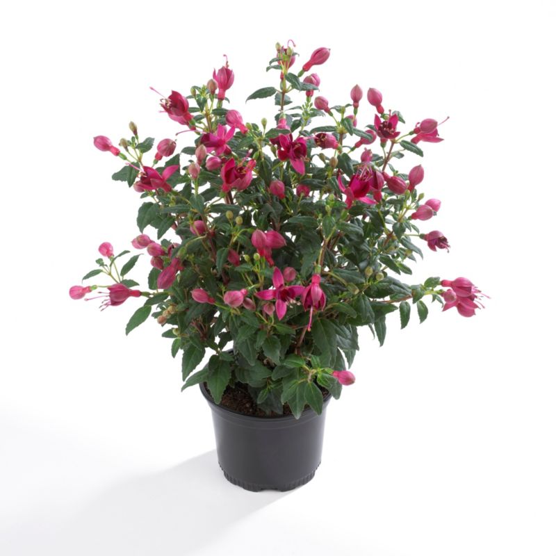Fuchsia i flere farver 13 cm