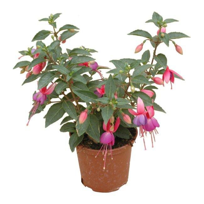 Fuchsia i flere farver 13 cm
