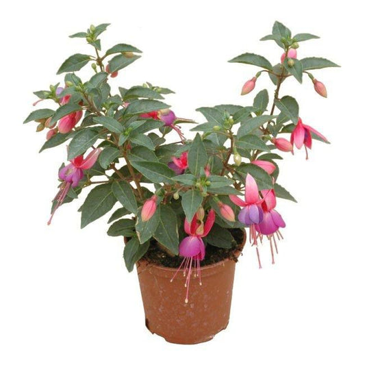 Fuchsia i flere farver 13 cm