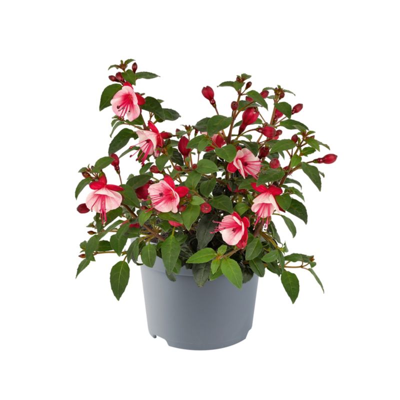 Fuchsia i flere farver 13 cm