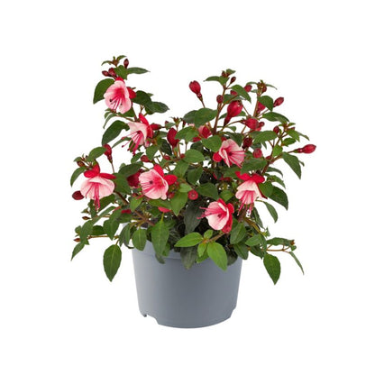 Fuchsia i flere farver 13 cm