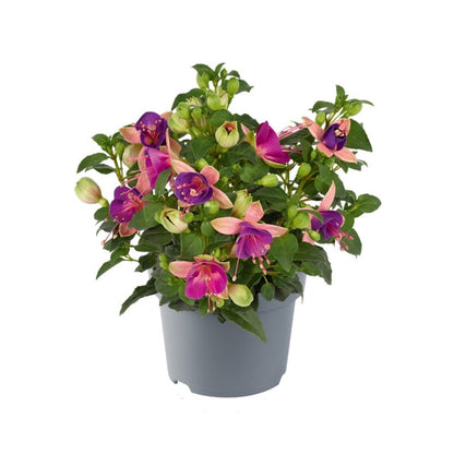 Fuchsia i flere farver 13 cm