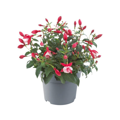 Fuchsia i flere farver 13 cm