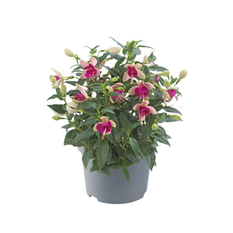 Fuchsia i flere farver 13 cm