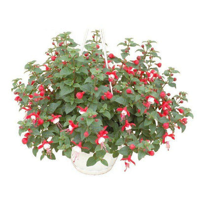 Fuchsia i flere farver 23 cm