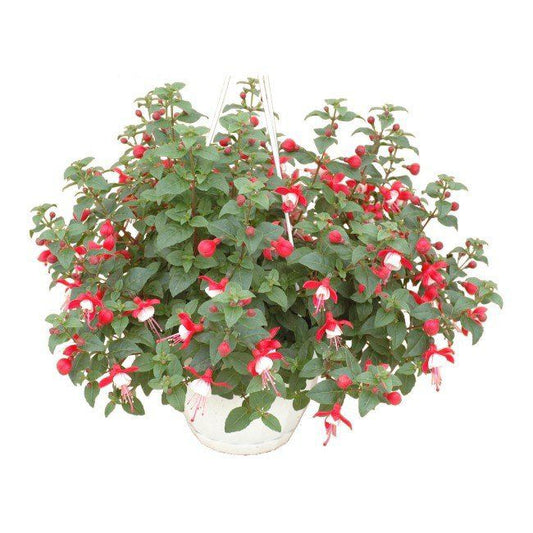 Fuchsia i flere farver 23 cm