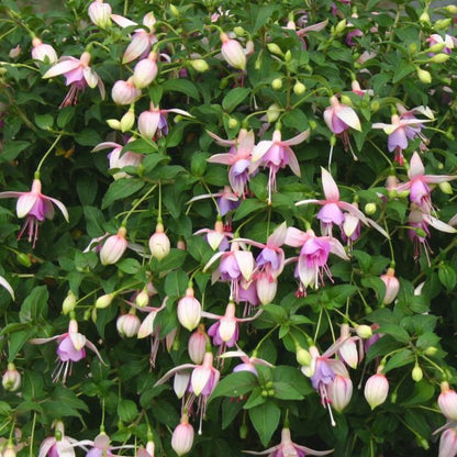 Fuchsia i flere farver 23 cm
