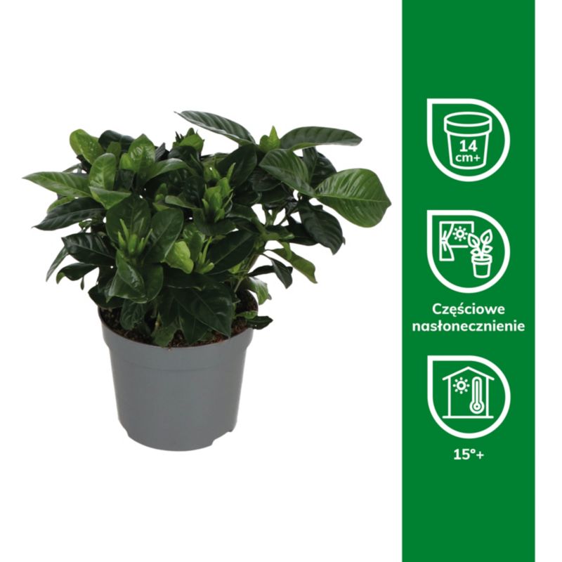 Gardenia 13 cm