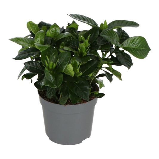 Gardenia 13 cm