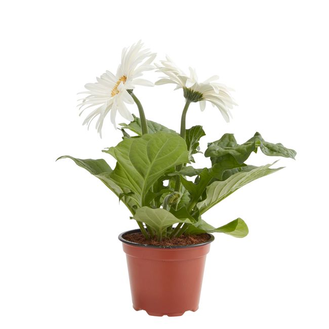 Gerbera GoodHome 12 cm