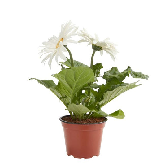 Gerbera GoodHome 12 cm