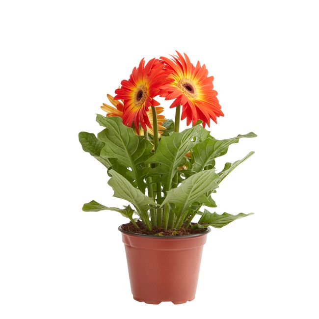 Gerbera GoodHome 12 cm