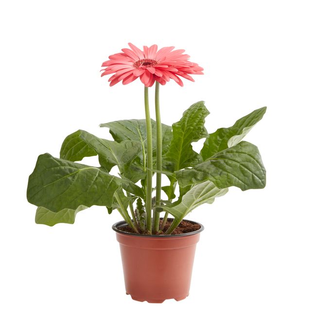 Gerbera GoodHome 12 cm