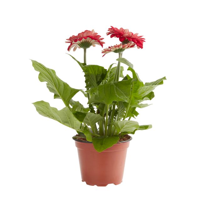 Gerbera GoodHome 12 cm