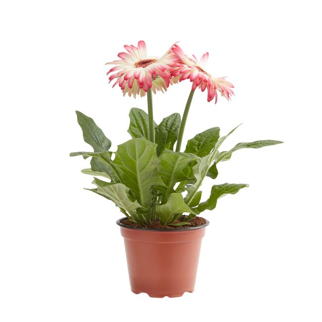 Gerbera GoodHome 12 cm