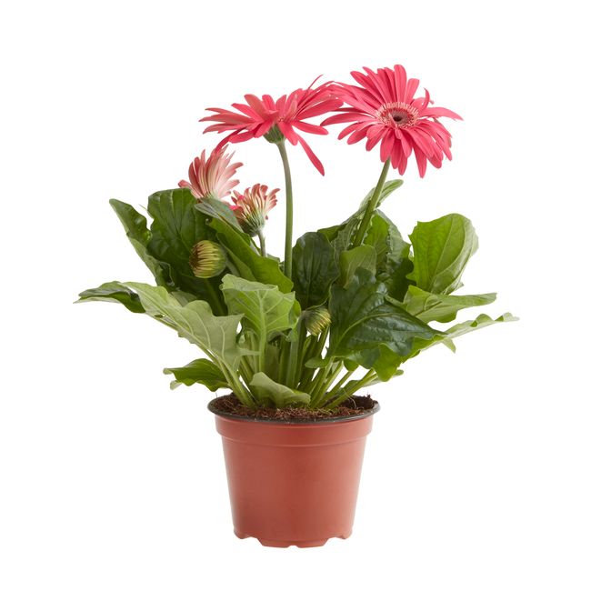 Gerbera GoodHome 12 cm