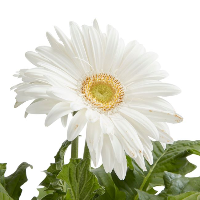 Gerbera GoodHome 12 cm