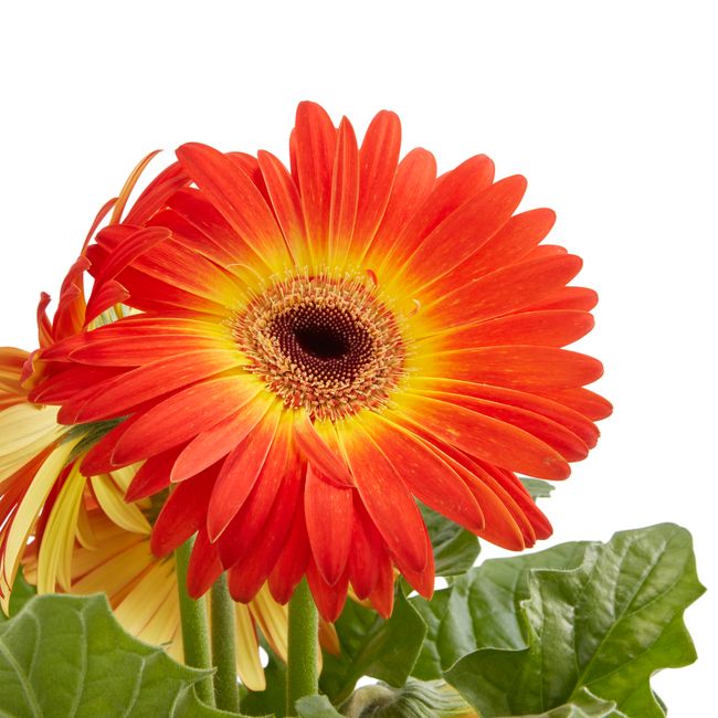 Gerbera GoodHome 12 cm