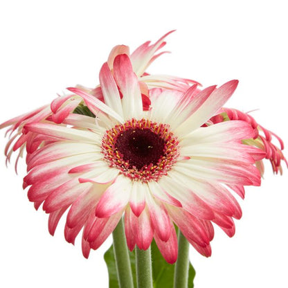 Gerbera GoodHome 12 cm