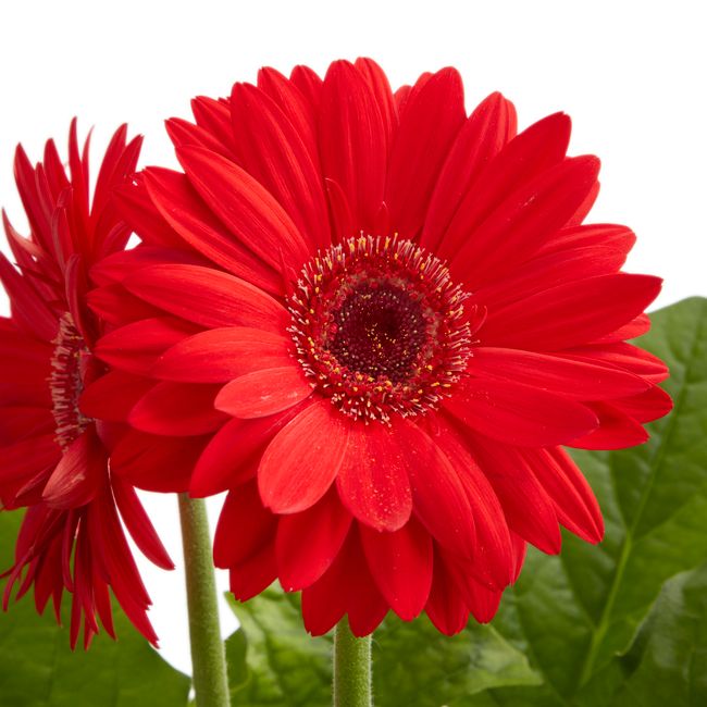 Gerbera GoodHome 12 cm