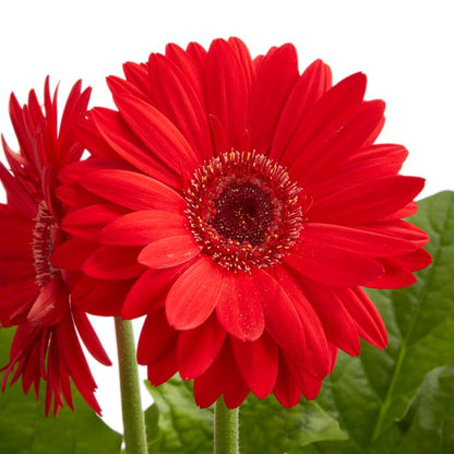 Gerbera GoodHome 12 cm