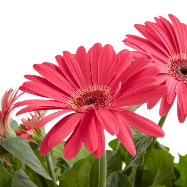 Gerbera GoodHome 12 cm